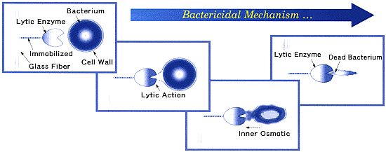 bacterical_mechanism