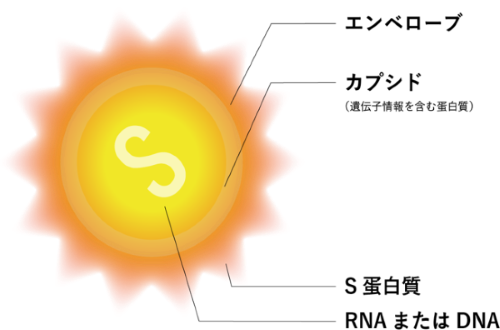 ウイルス対する効果