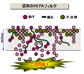 enzyme 01