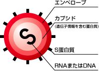 ウイルスの基本構造