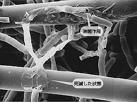 細菌の細胞壁が死滅していく様子