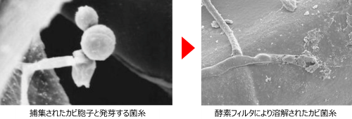 真菌2