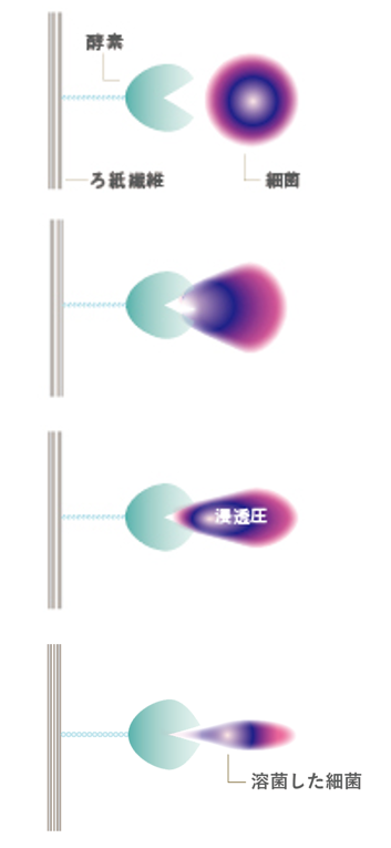 細菌1